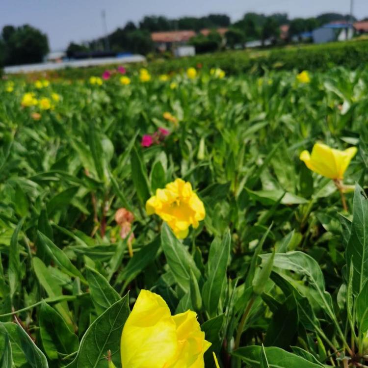 红萼月见草基地 黄花月见草供应 大花月见草批发价格