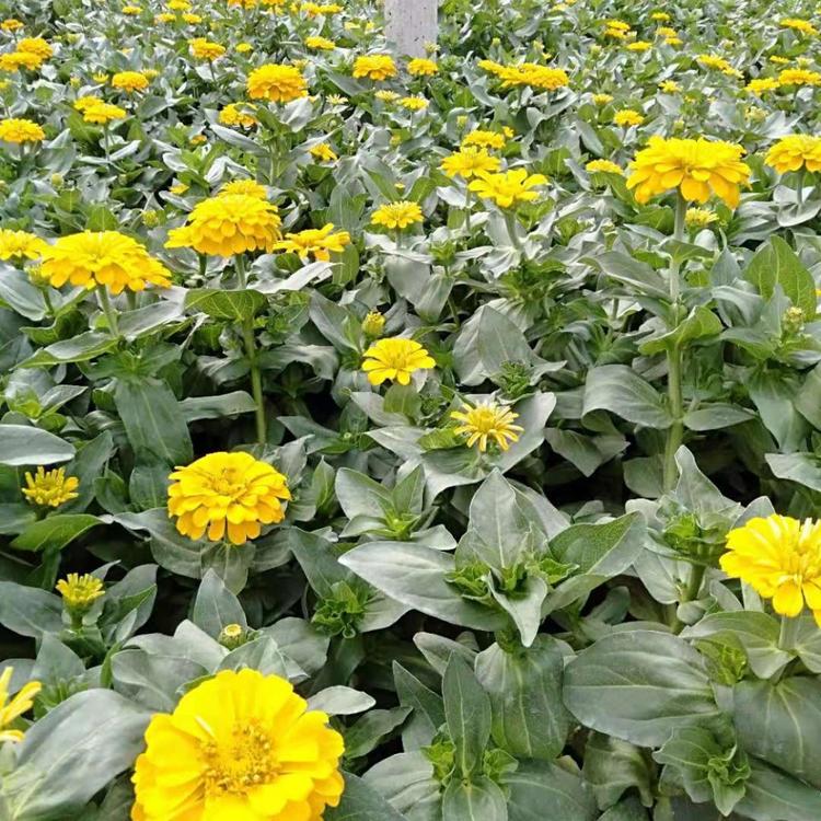 百日草 百日草批发 百日草价格 百日草步步高
