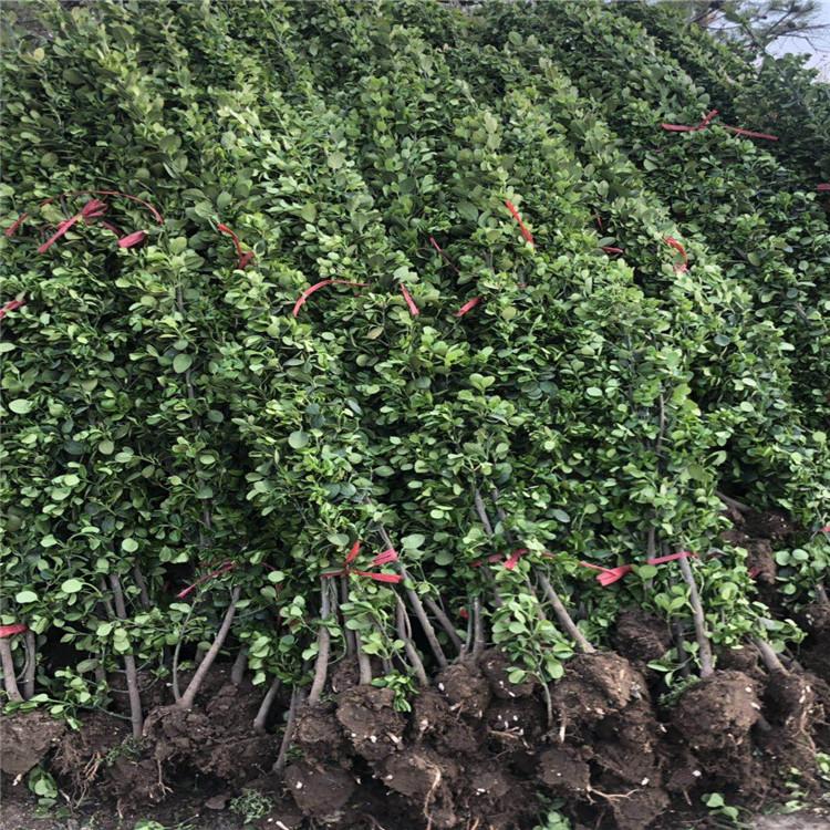 青州北海道种植基地  青州北海道报价 现货