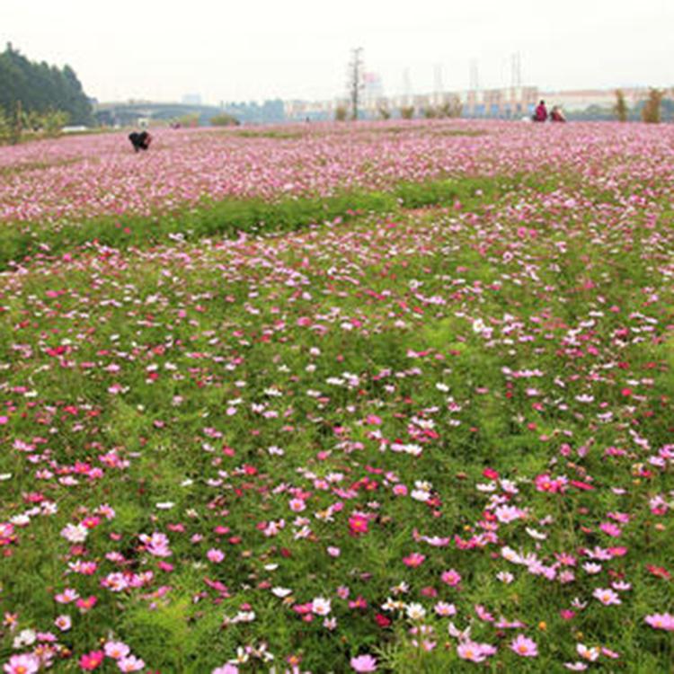 御景花卉 宿根波斯菊 青州波斯菊基地