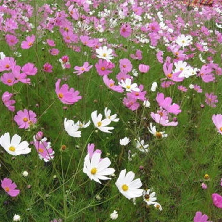 御景 波斯菊培育 基地供应 山东波斯菊种苗