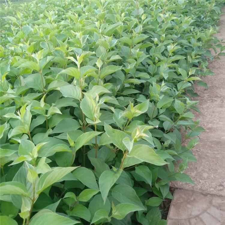 红瑞木批发价格 种植红瑞木小苗基地