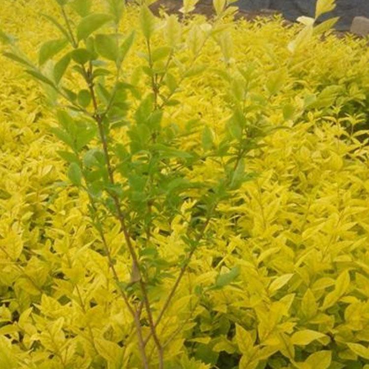 金叶女贞种植基地 批发基地 青州绿化苗金叶女贞