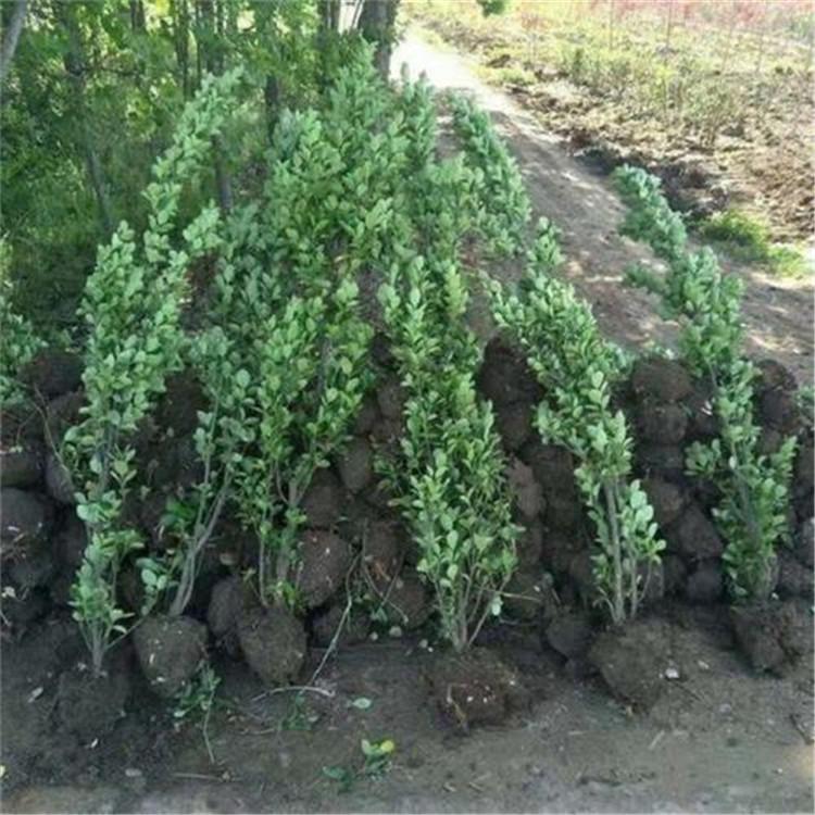 扶芳藤基地 苗圃供应 山东扶芳藤苗木