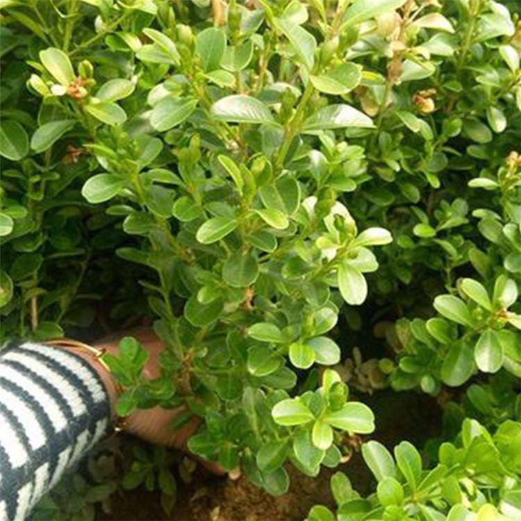 小叶扶芳藤 扶芳藤价格