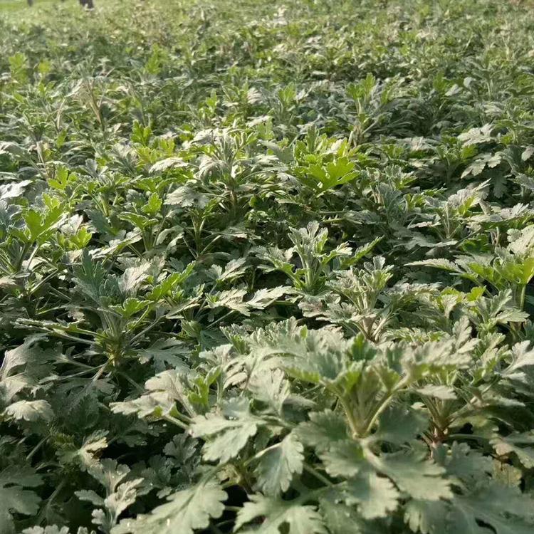 地被菊培育 基地种植地被菊 欢迎致电询价