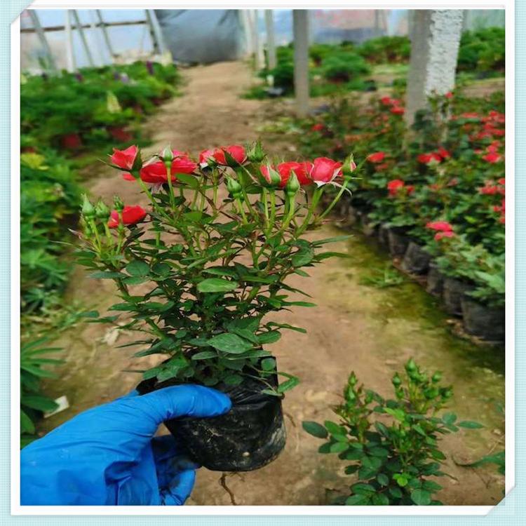 微型玫瑰小苗 微型玫瑰基地 山东微型玫瑰