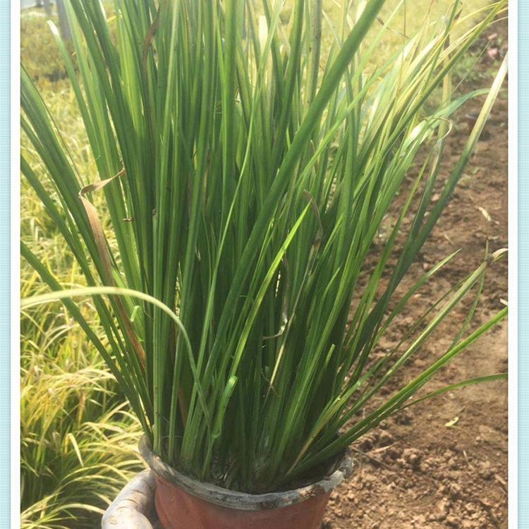 工程绿化苗 苗圃直供 金叶菖蒲供应商