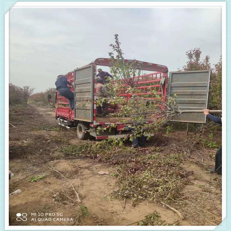 基地种植海棠树苗 森木海棠树苗 山东绿化苗基地