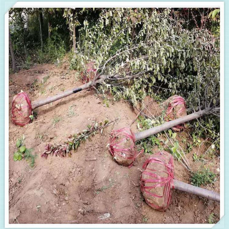 海棠树苗种植基地 海棠树苗出售 好成活海棠树