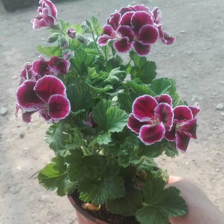 蝴蝶梅批售 蝴蝶梅盆栽 蝴蝶梅基地种植