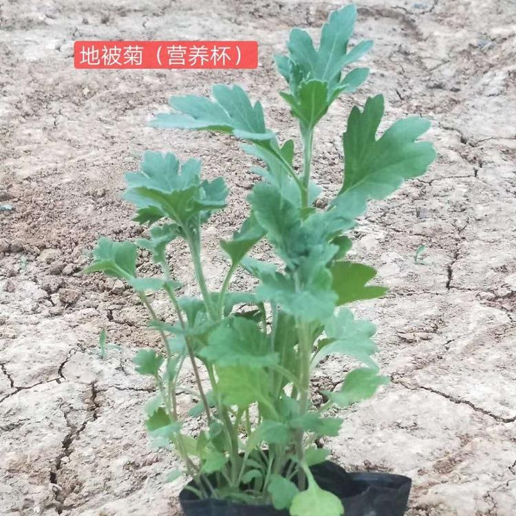 地被菊报价 地被菊批发商 地被菊基地
