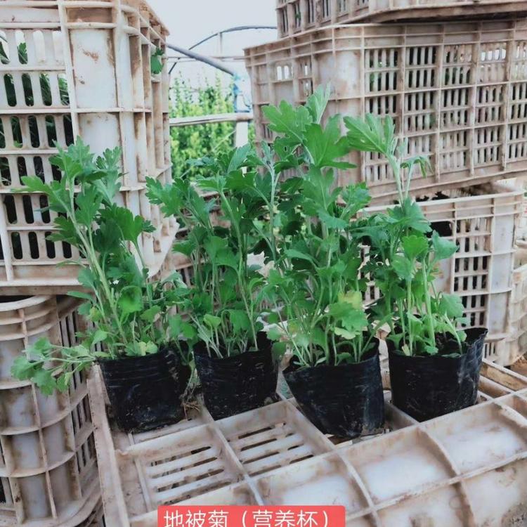 地被菊培育基地 地被菊小苗 地被菊种植基地