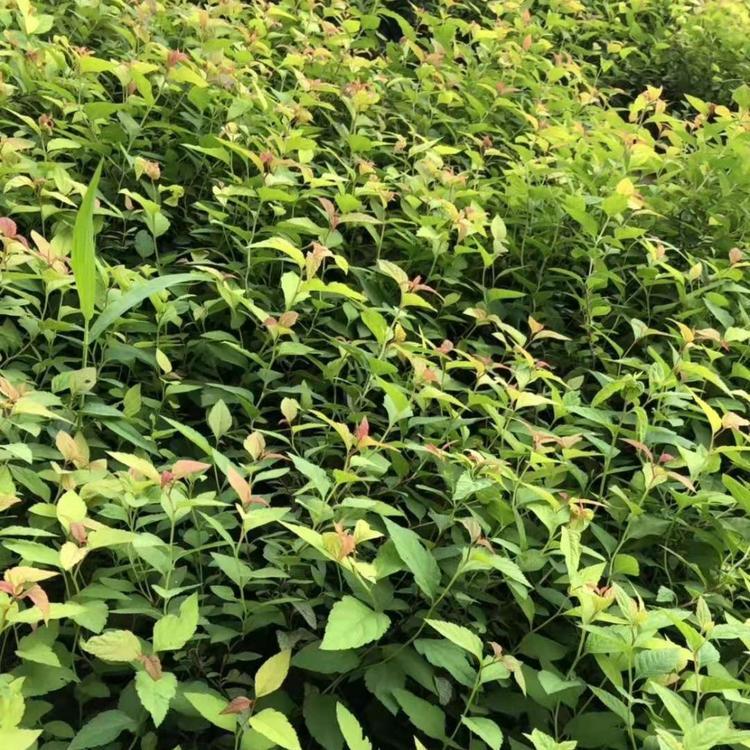 河北工程绿化苗报价 金焰绣线菊种植基地 大量现货供应