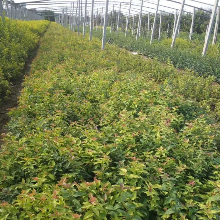 河北工程绿化苗报价 金焰绣线菊基地 质优价廉