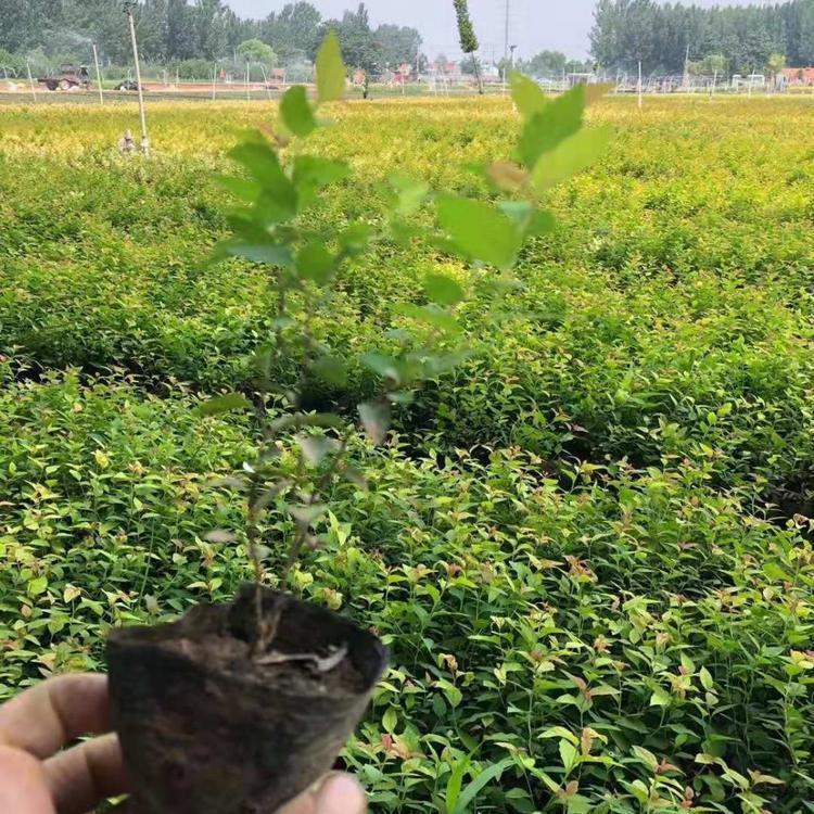 河北工程绿化苗报价 金焰绣线菊批发商 基地出售