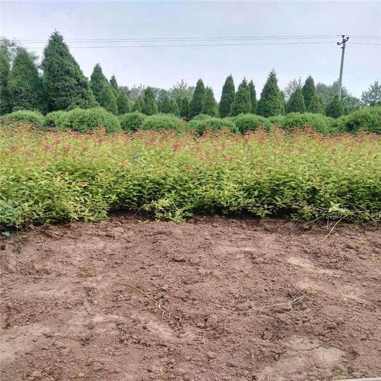 青州绿化小苗基地 金焰绣线菊价格 质优价廉