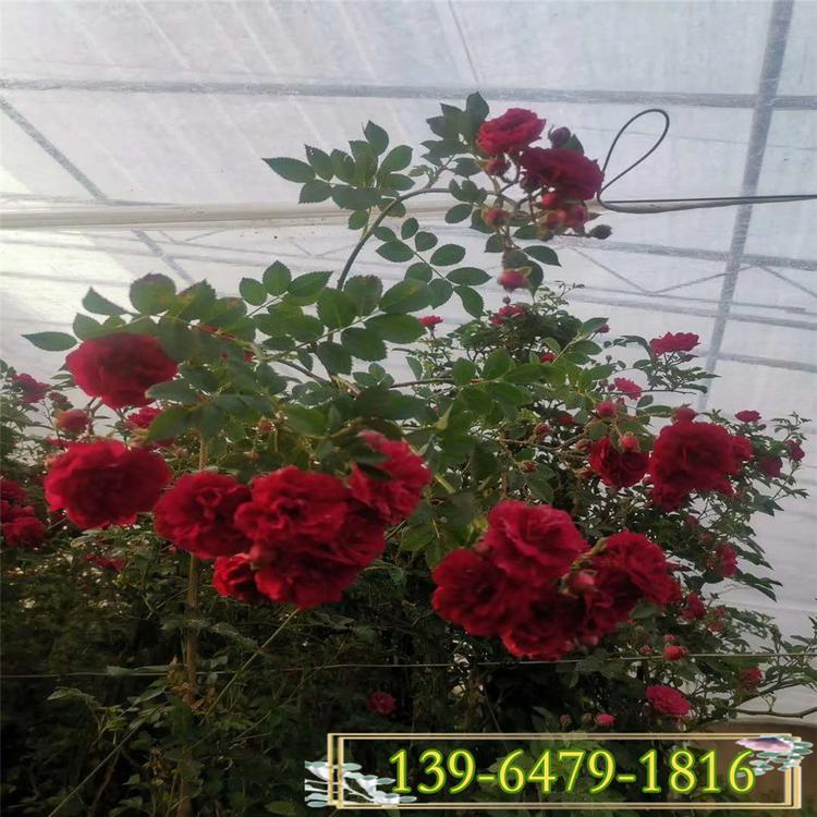 三季蔷薇藤本植物 花期长的庭院花卉 红色大花蔷薇基地供应