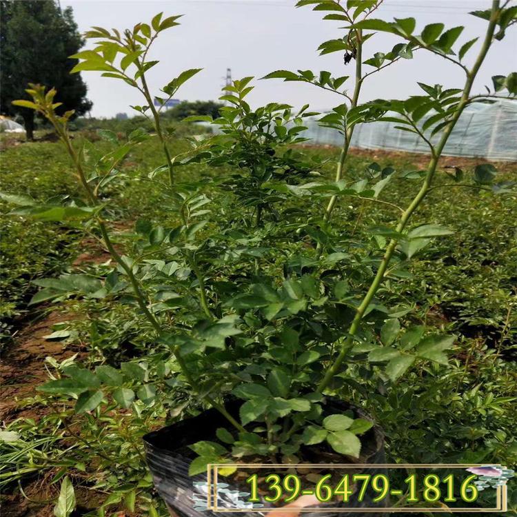 无刺蔷薇图片 爬藤蔷薇价格 四季蔷薇花期长的植物