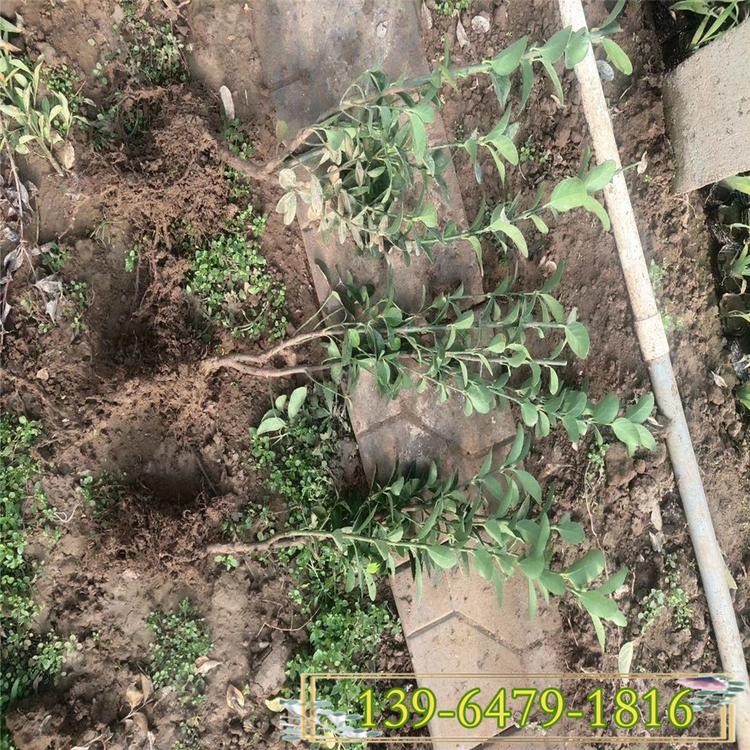山东露地大叶冬青批发 供应多枝大叶黄杨 四季常青耐寒抗冻