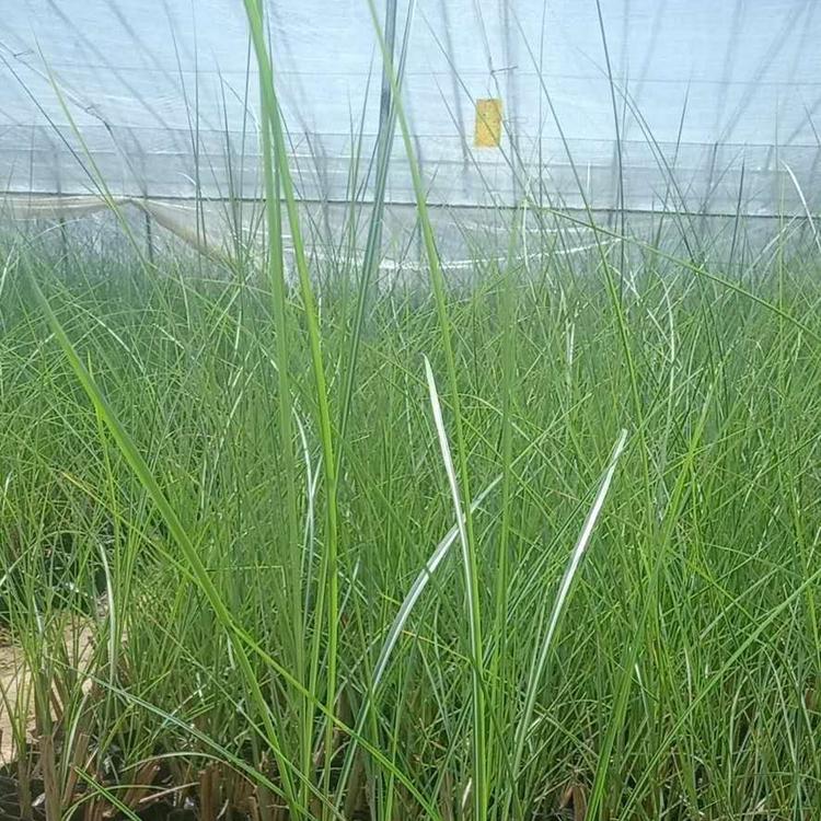 细叶芒价格 细叶芒报价 细叶芒种植基地 观赏草细叶芒