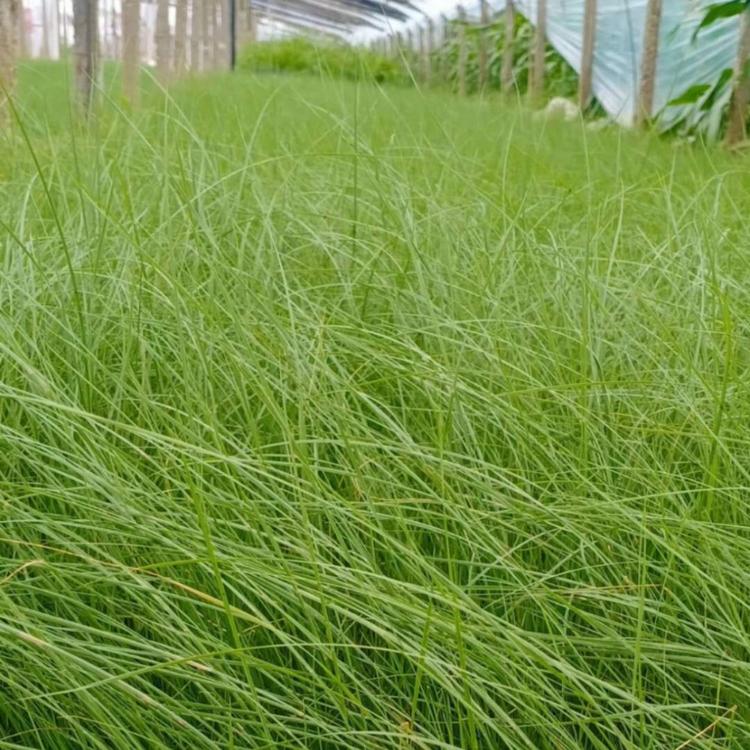 粉黛乱子草价格 粉黛乱子草种植基地 粉黛乱子草杯苗