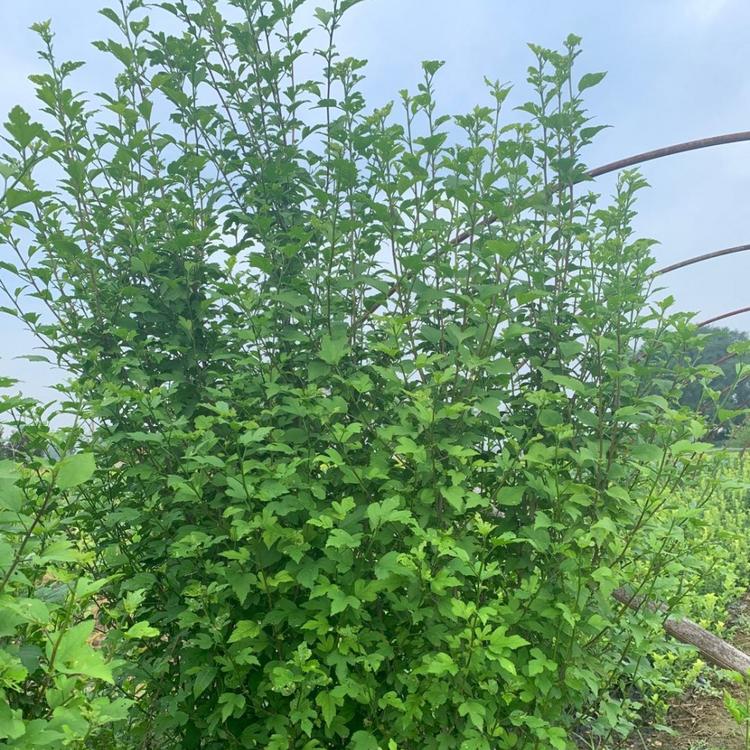 木槿基地   丛生木槿  红花木槿  丛生木槿价格