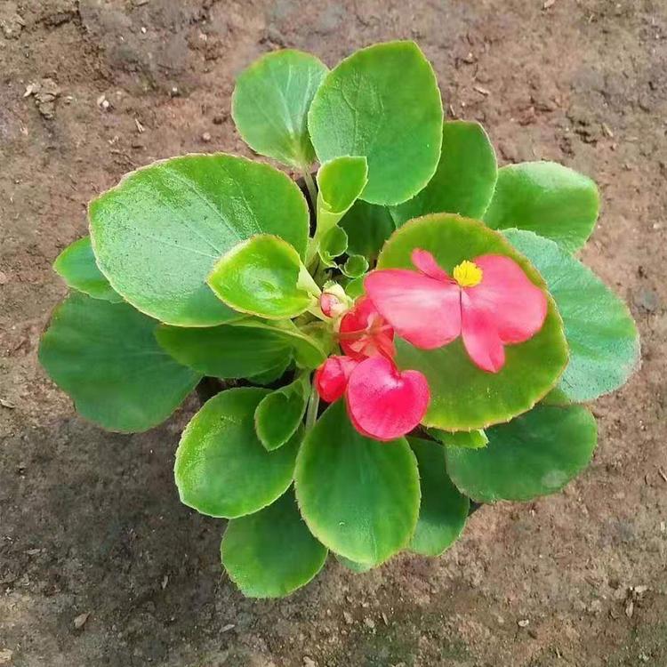 带花苞四季海棠 四季海棠价格
