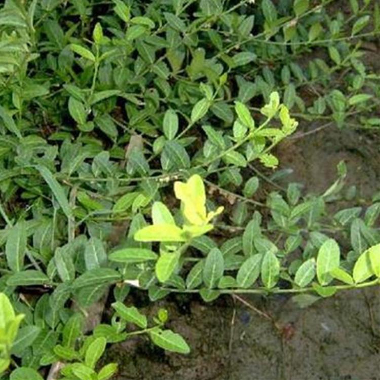 欢迎来电咨询 小叶扶芳藤 小叶扶芳藤培育基地