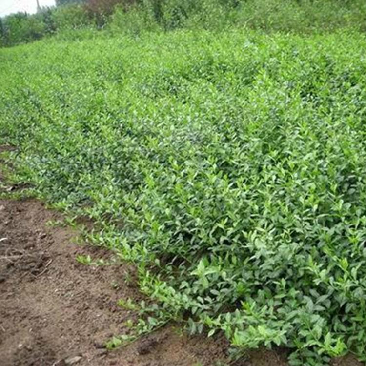 小叶扶芳藤 绿化苗木基地 基地推荐