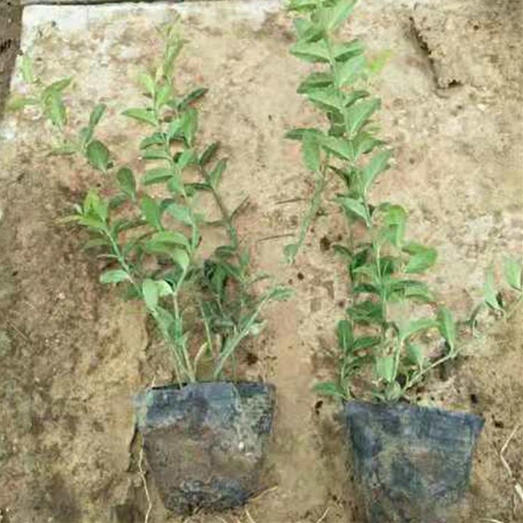小叶扶芳藤 绿化苗木基地 优惠供应小叶扶芳藤