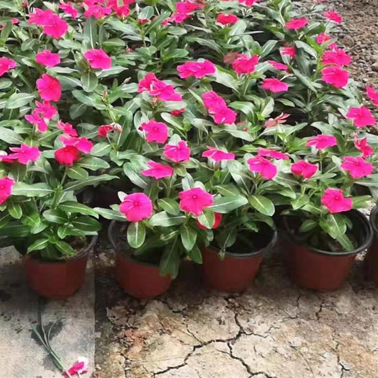 长春花价格 多年生草本植物 天天开种苗 产地供应