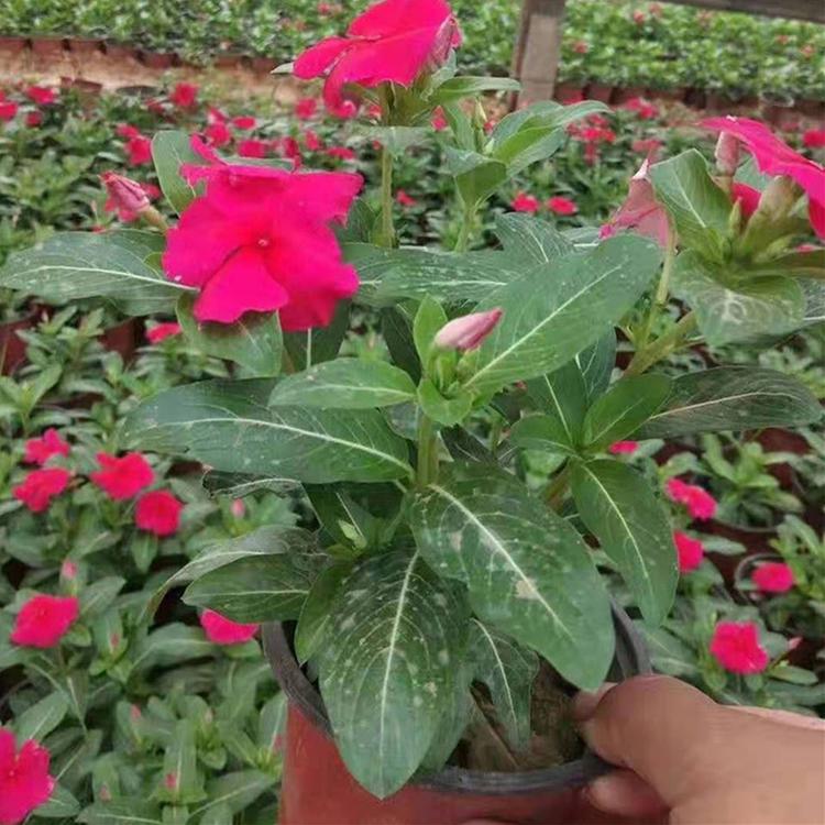长春花基地 多年生草本植物 长春花小苗 采购基地