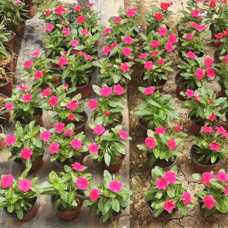 长春花培育 多年生草本植物 长春花小苗 订购报价