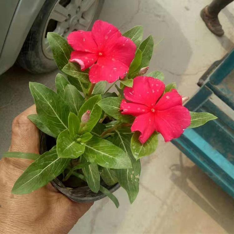 长春花培育 绿化工程用苗 长春花 订购报价