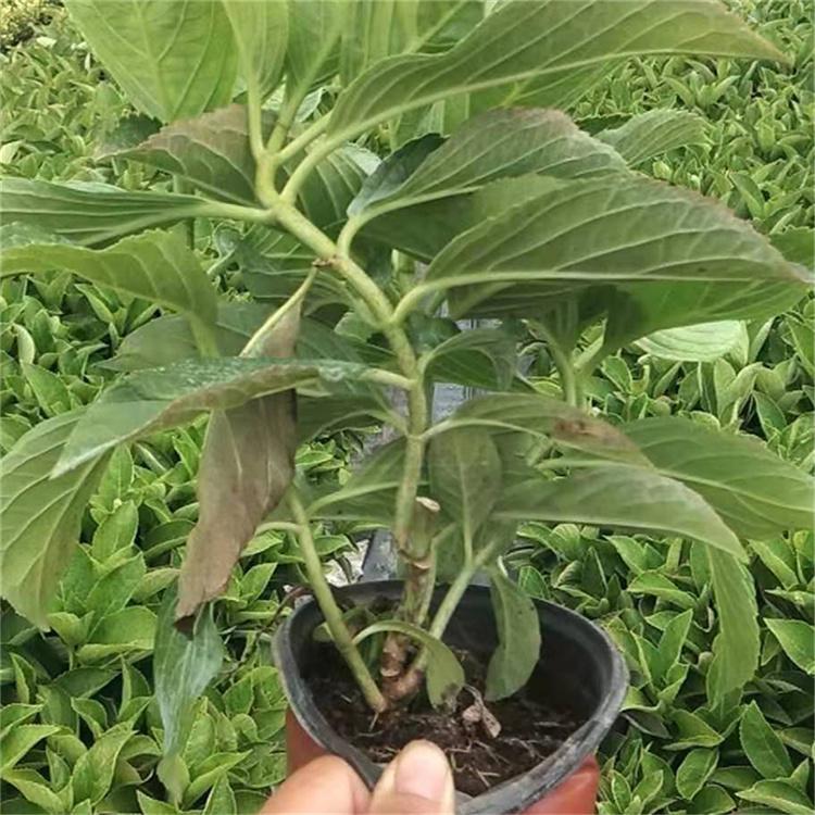 绣球供应商 基地供应 山东绣球