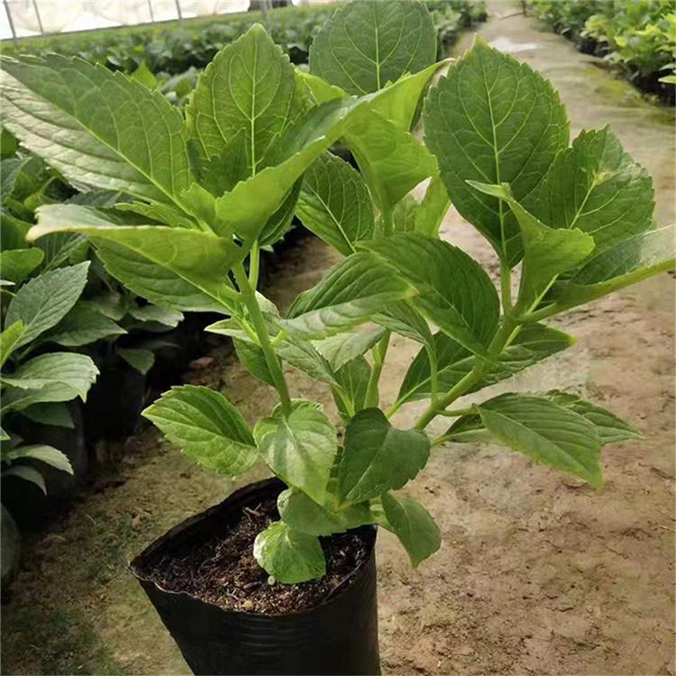绣球供应商 苗圃批发 青州绣球苗