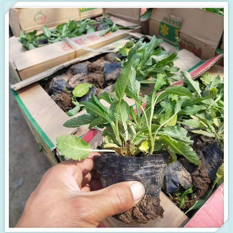 森木鼠尾草 地被鼠尾草批发商 欢迎致电询价 地被鼠尾草供应