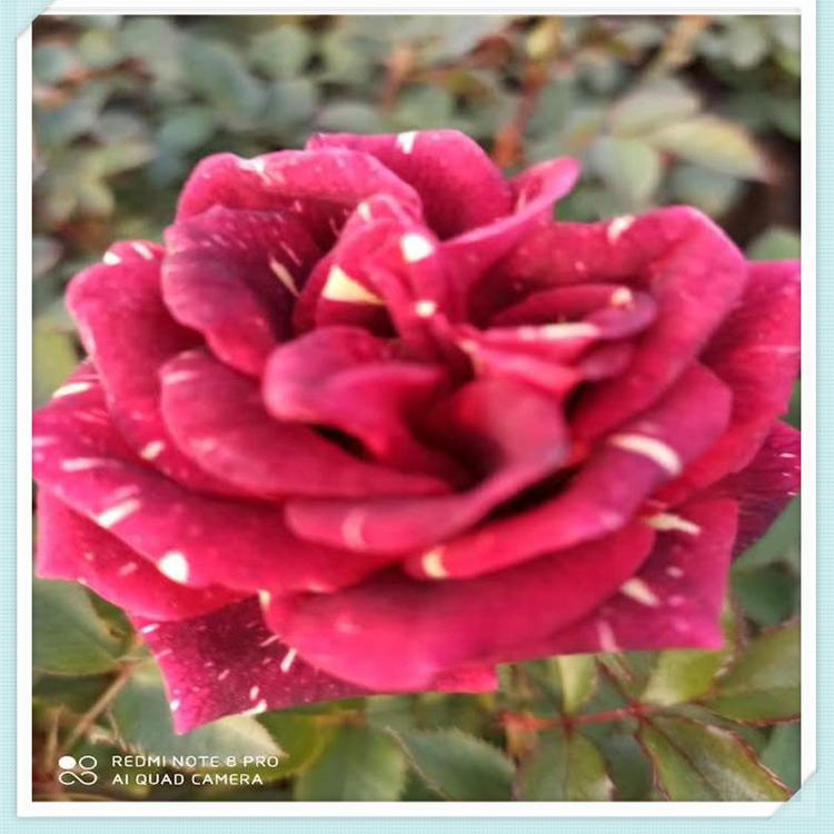 月季幼苗  多色月季  观赏花草   现货批发