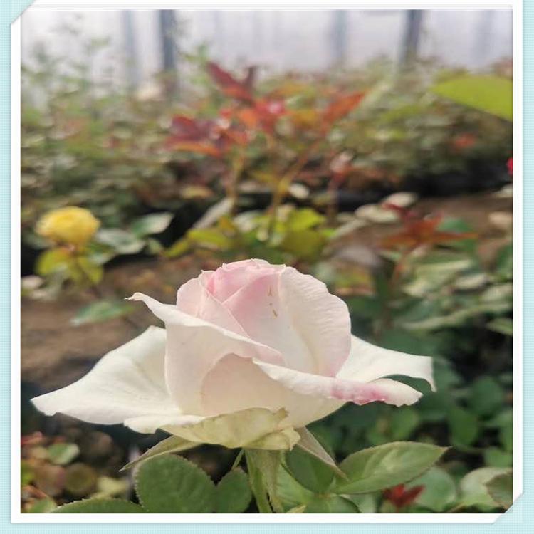 月季价格 月季种植基地 月季供货商