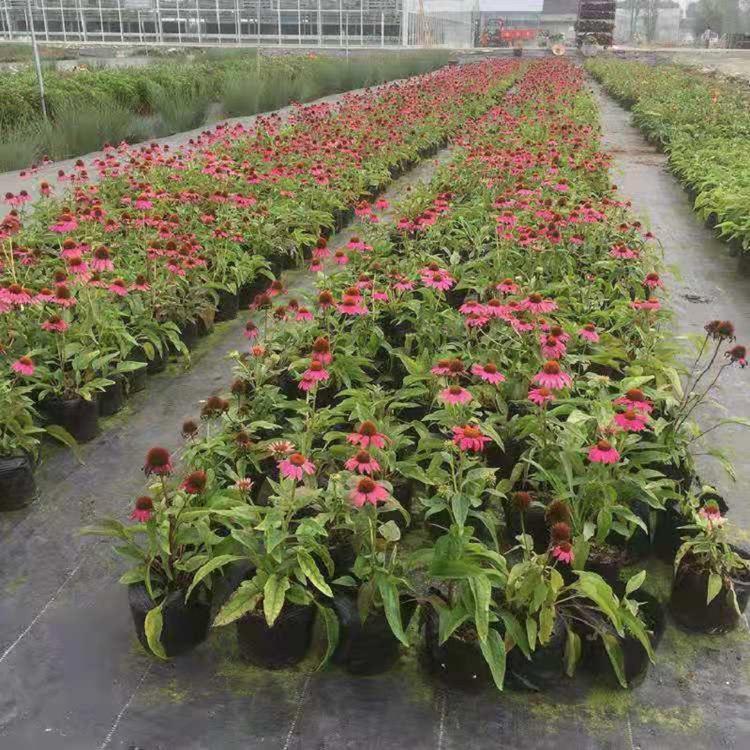 青岛松果菊  松果菊花海  紫锥花价格 等你来购