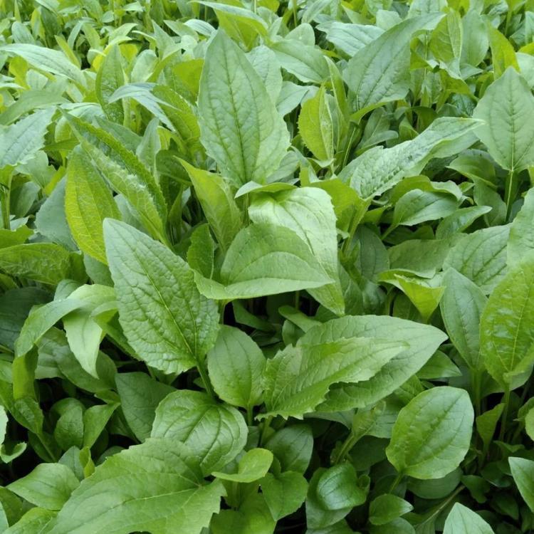 济宁紫锥菊  松果菊小苗  松果菊直销 期待咨询