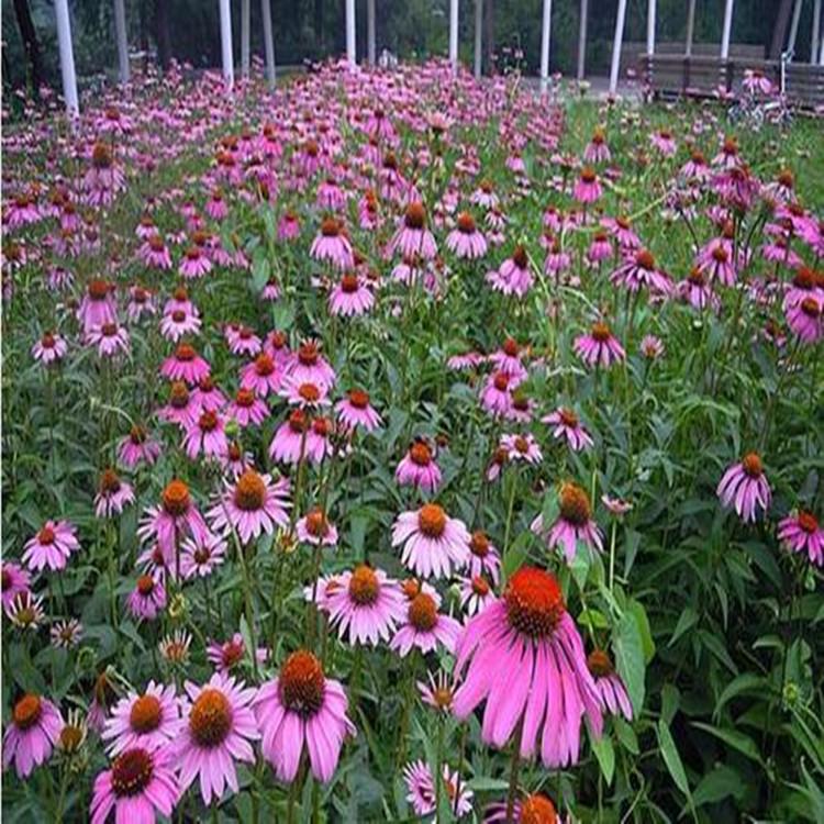 林博松果菊  松果菊花海  紫锥花基地 量大价优