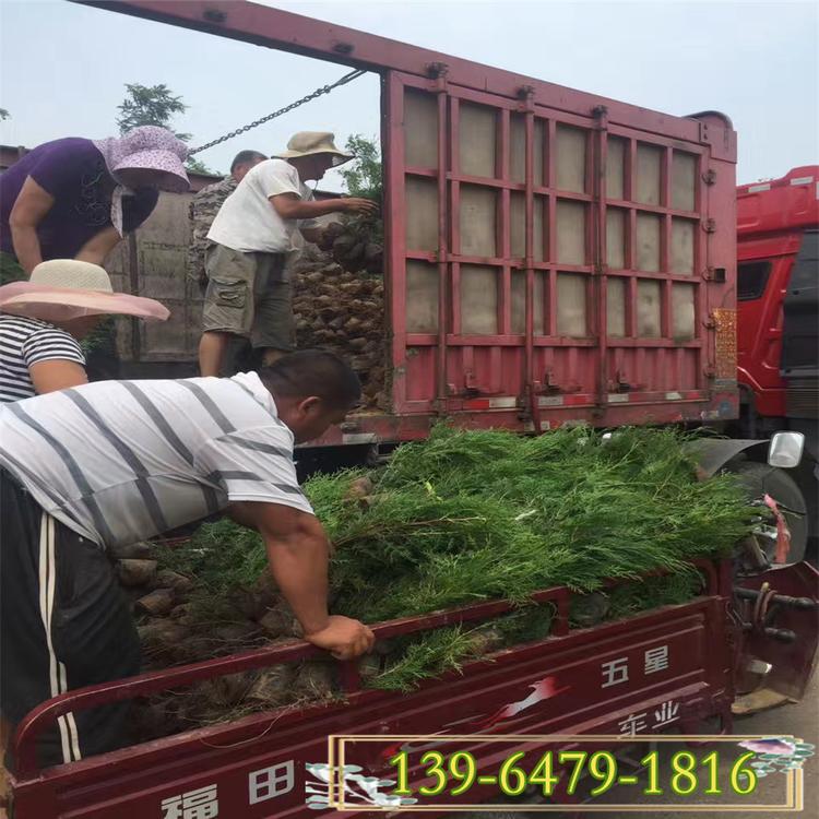 山东小龙柏苗基地 直销高30-50公分小龙柏  地栽小龙柏