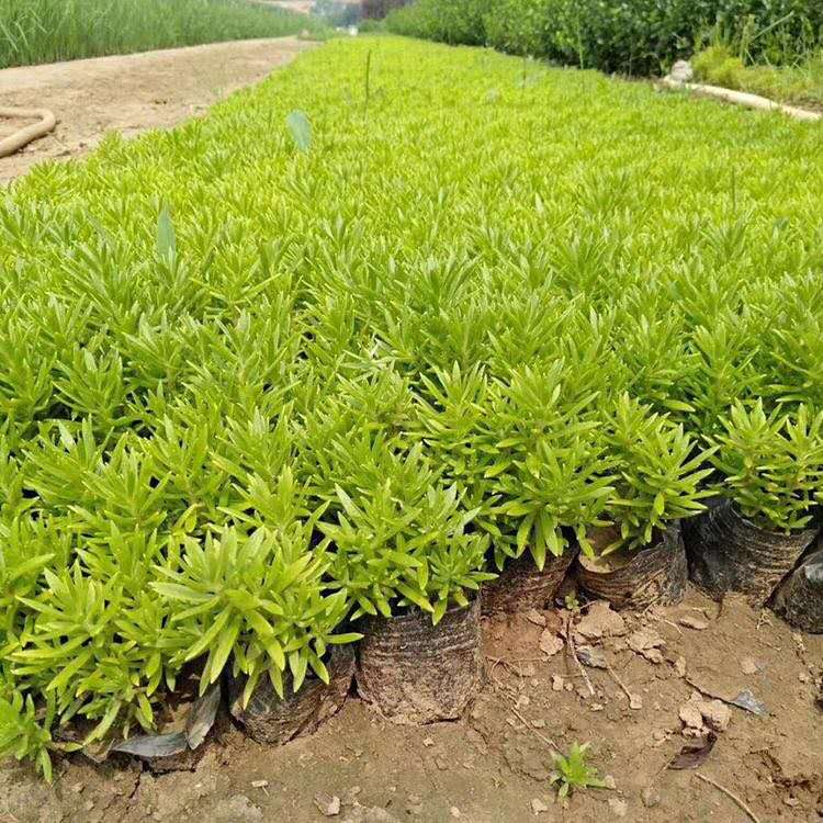 佛甲草基地报价 基地直售佛甲草 鑫国佛甲草
