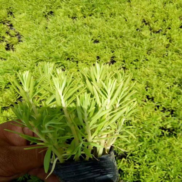 佛甲草种植基地直销 佛甲草价格 屋顶绿化佛甲草