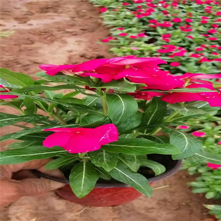 长春花（天天开）批发价格  长春花基地出售