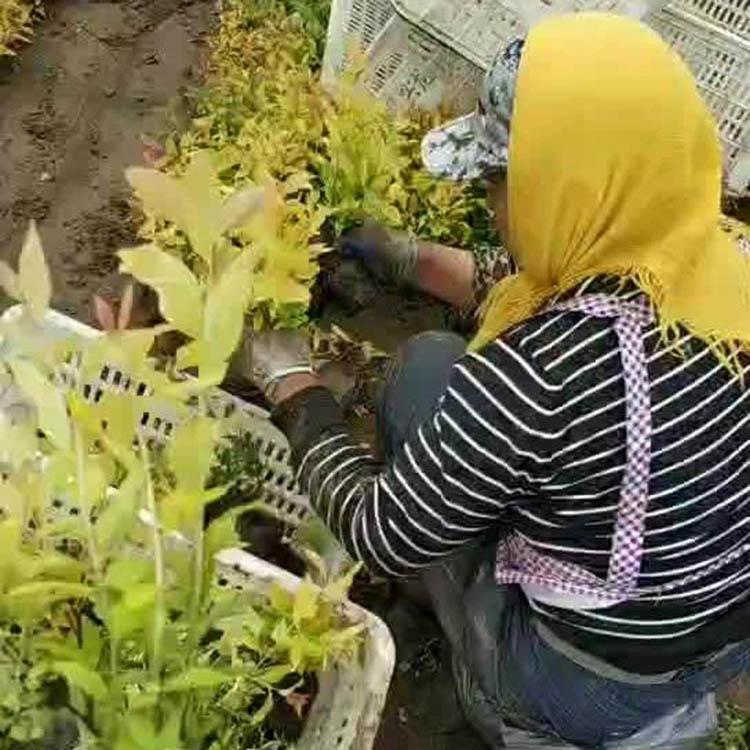 金山绣线菊种植批售基地 山东金山绣线菊批发商 鑫国
