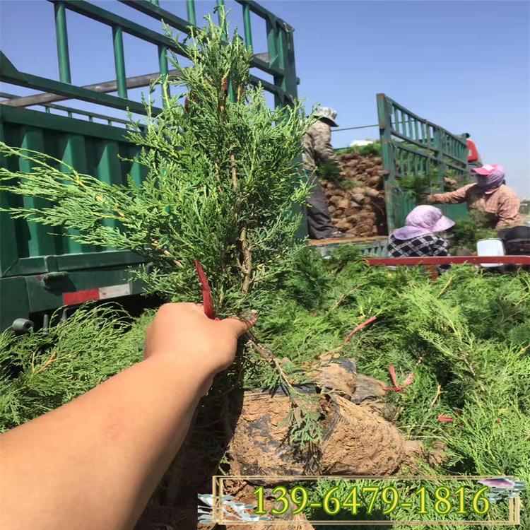 出售小龙柏 地栽小龙柏价格 盆栽容器小龙柏杯苗现货