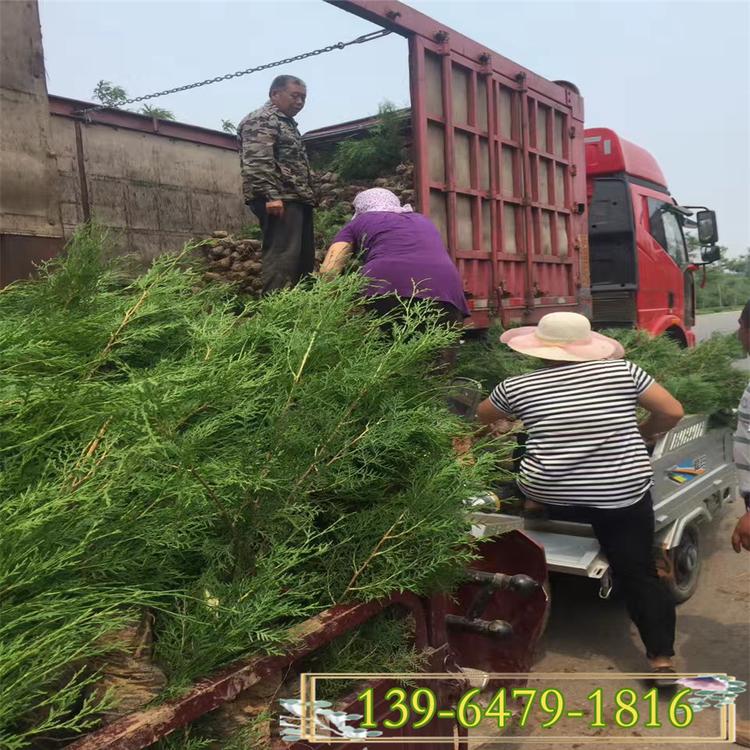 出售25公分小龙柏b杯苗 青州小龙柏小苗价格 盆栽小龙柏现货